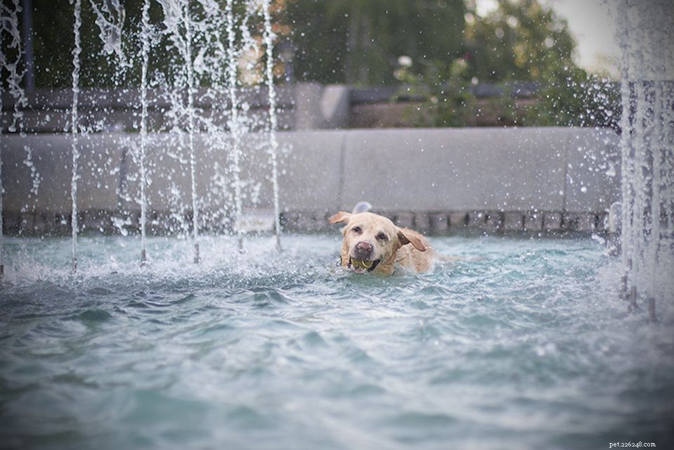 17 Stunning Labrador Retriever Photos to Brighten Your Day