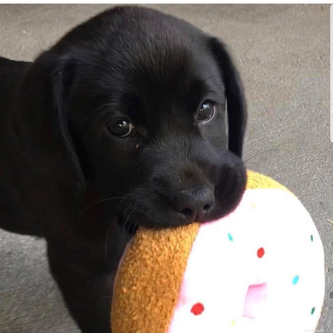 17 Stunning Labrador Retriever Photos to Brighten Your Day