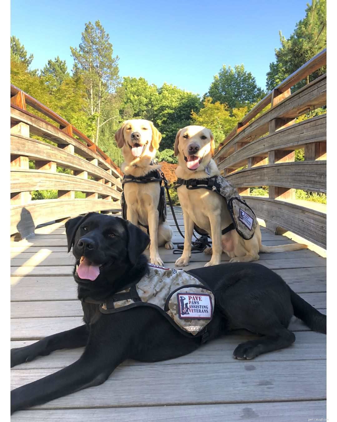 17 Stunning Labrador Retriever Photos to Brighten Your Day
