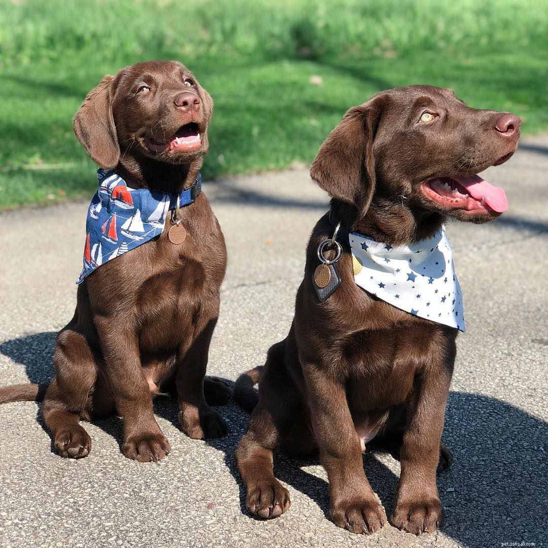 17 Stunning Labrador Retriever Photos to Brighten Your Day