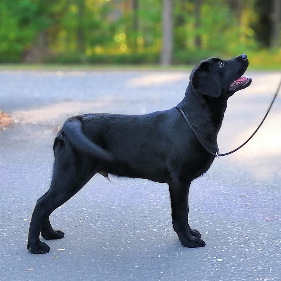 17 Stunning Labrador Retriever Photos to Brighten Your Day