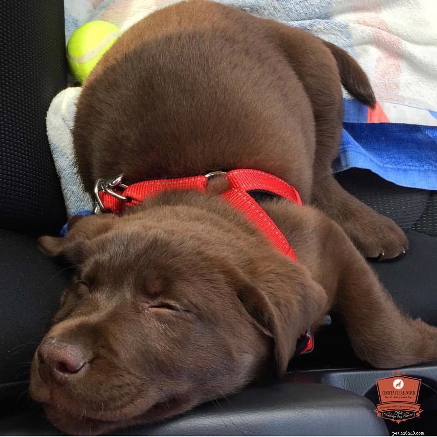 17 Stunning Labrador Retriever Photos to Brighten Your Day