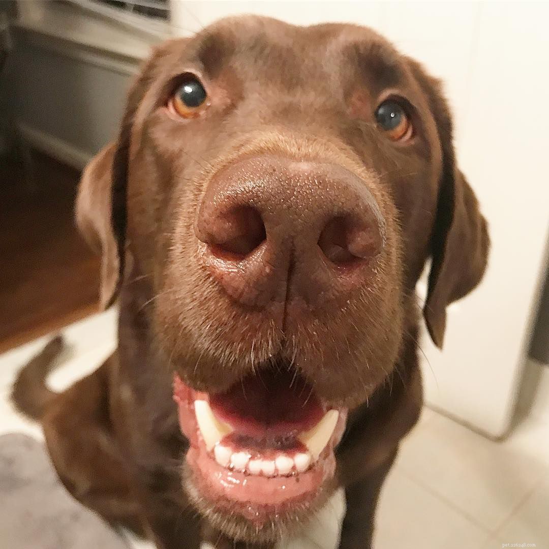 17 Stunning Labrador Retriever Photos to Brighten Your Day