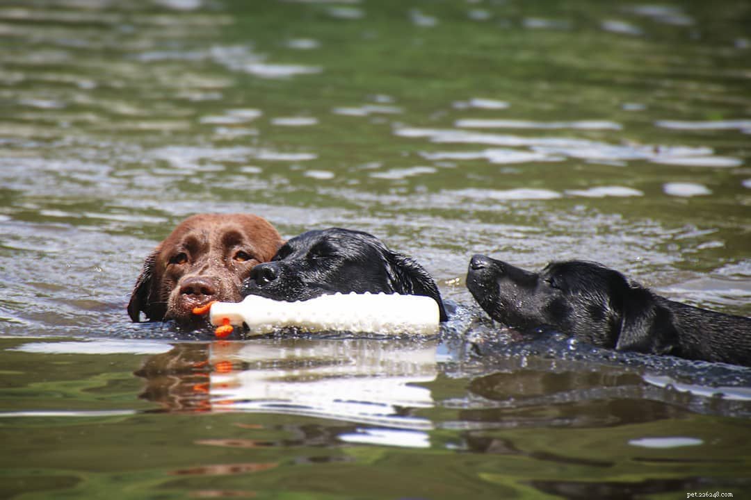 17 Stunning Labrador Retriever Photos to Brighten Your Day