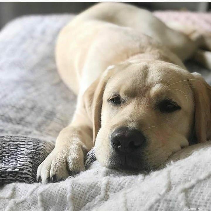 17 Stunning Labrador Retriever Photos to Brighten Your Day