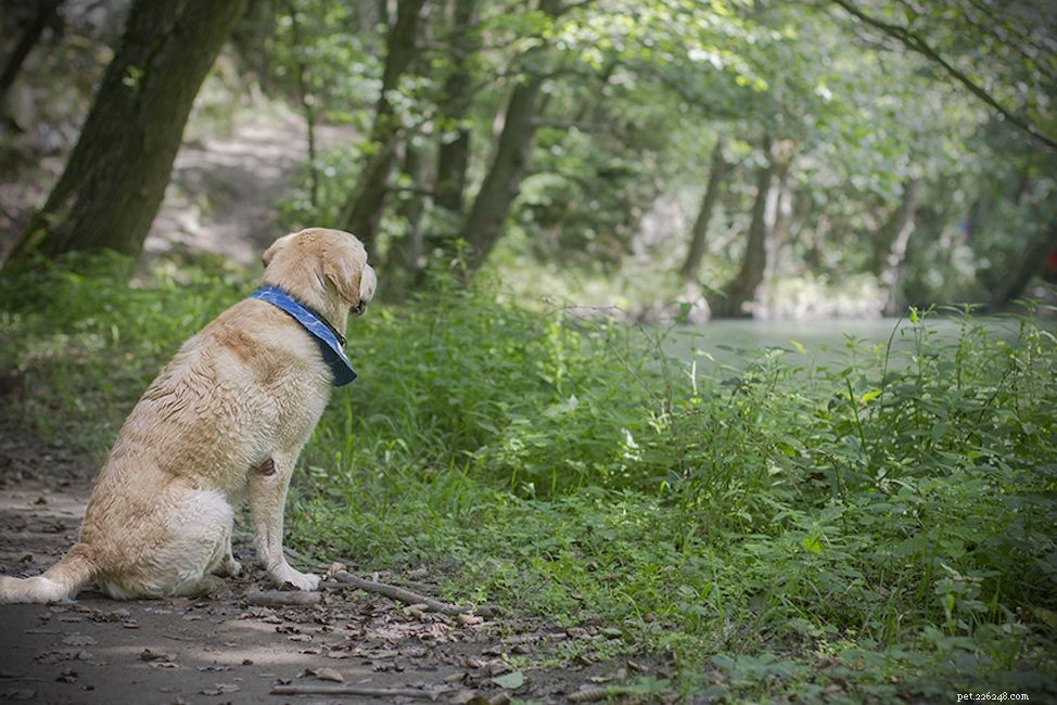17 Stunning Labrador Retriever Photos to Brighten Your Day
