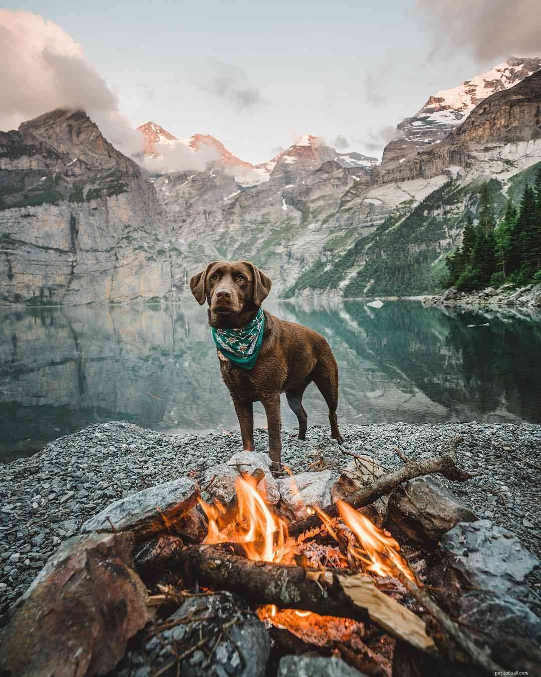 17 Stunning Labrador Retriever Photos to Brighten Your Day