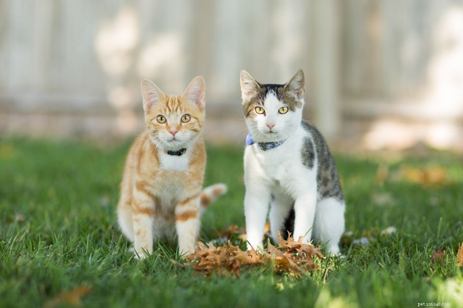 Understanding Ringworm in Cats: Symptoms, Causes, and Treatment
