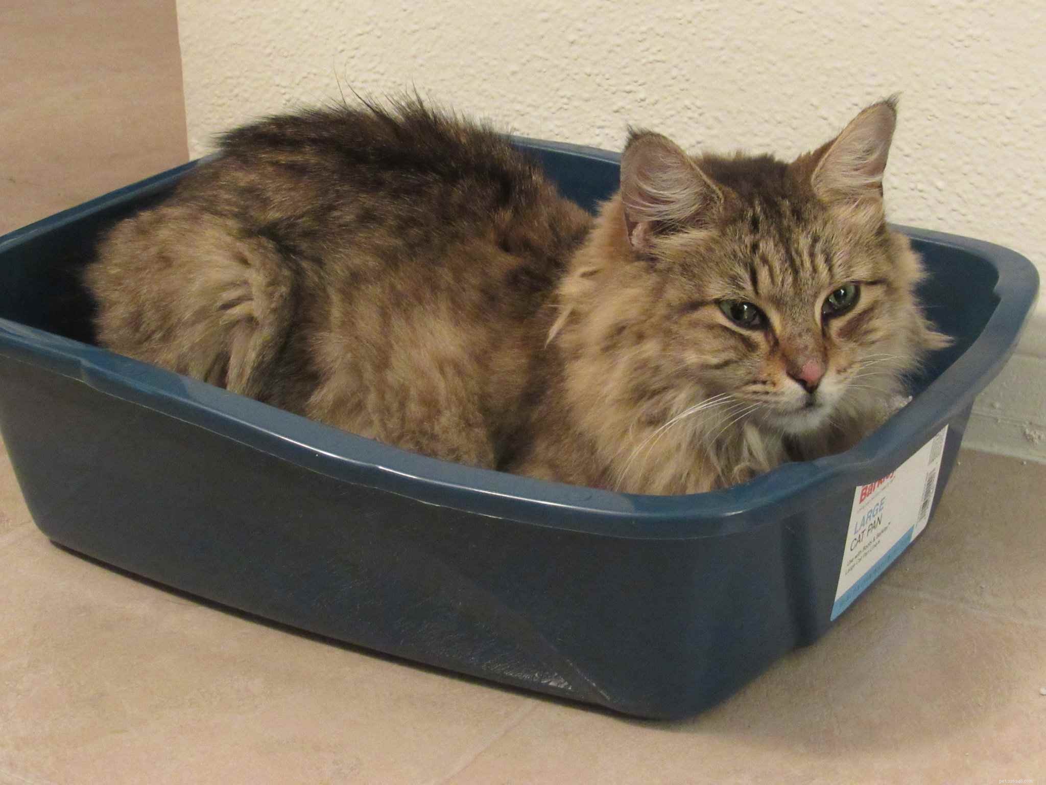 7 Behaviors That Annoy Your Cat (And How to Stop Them)