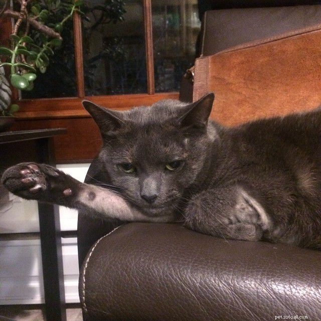 7 Behaviors That Annoy Your Cat (And How to Stop Them)
