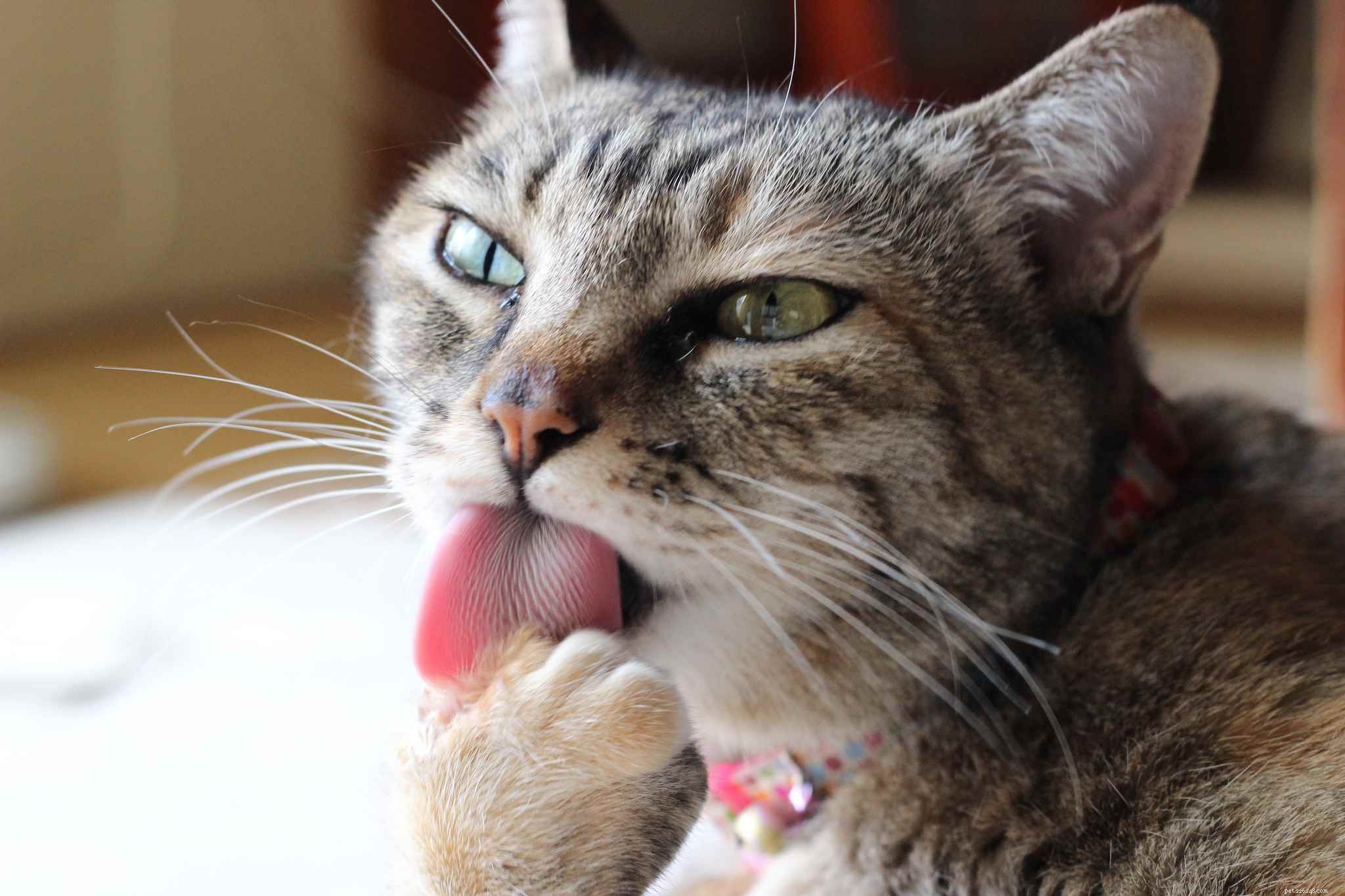 7 Behaviors That Annoy Your Cat (And How to Stop Them)