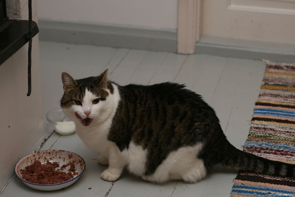 7 Behaviors That Annoy Your Cat (And How to Stop Them)