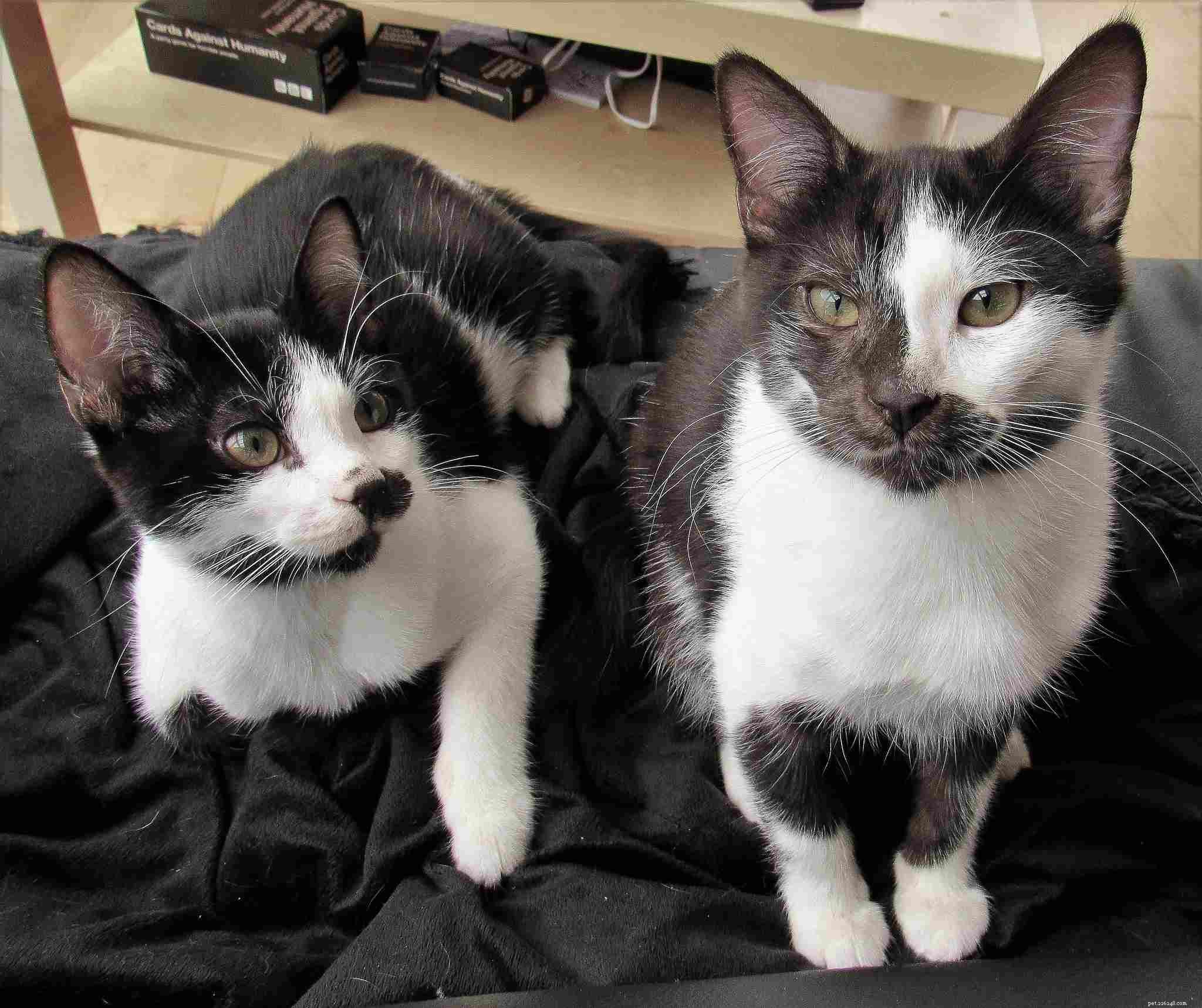 7 Behaviors That Annoy Your Cat (And How to Stop Them)