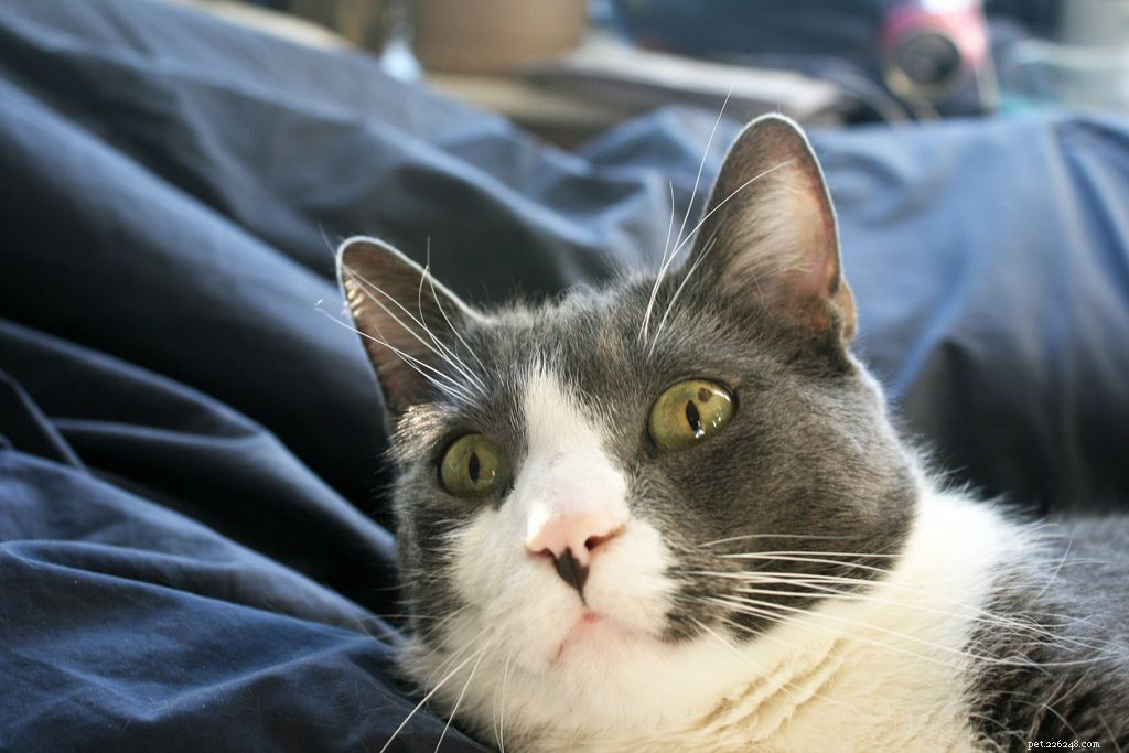 7 Behaviors That Annoy Your Cat (And How to Stop Them)