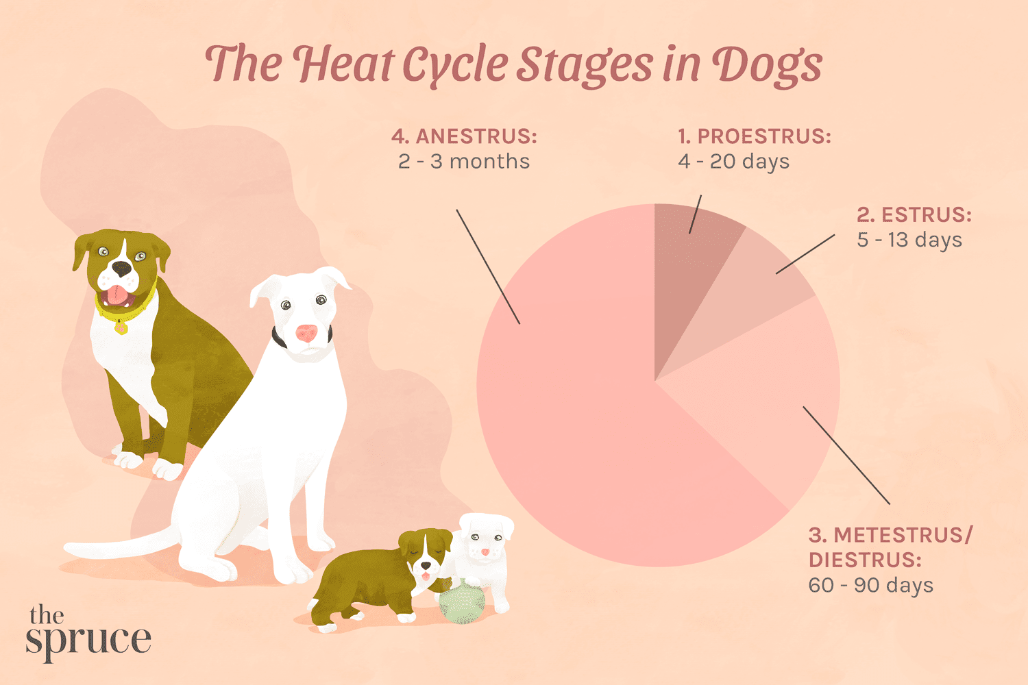 The Duration of a Dog’s Heat Cycle: What to Expect