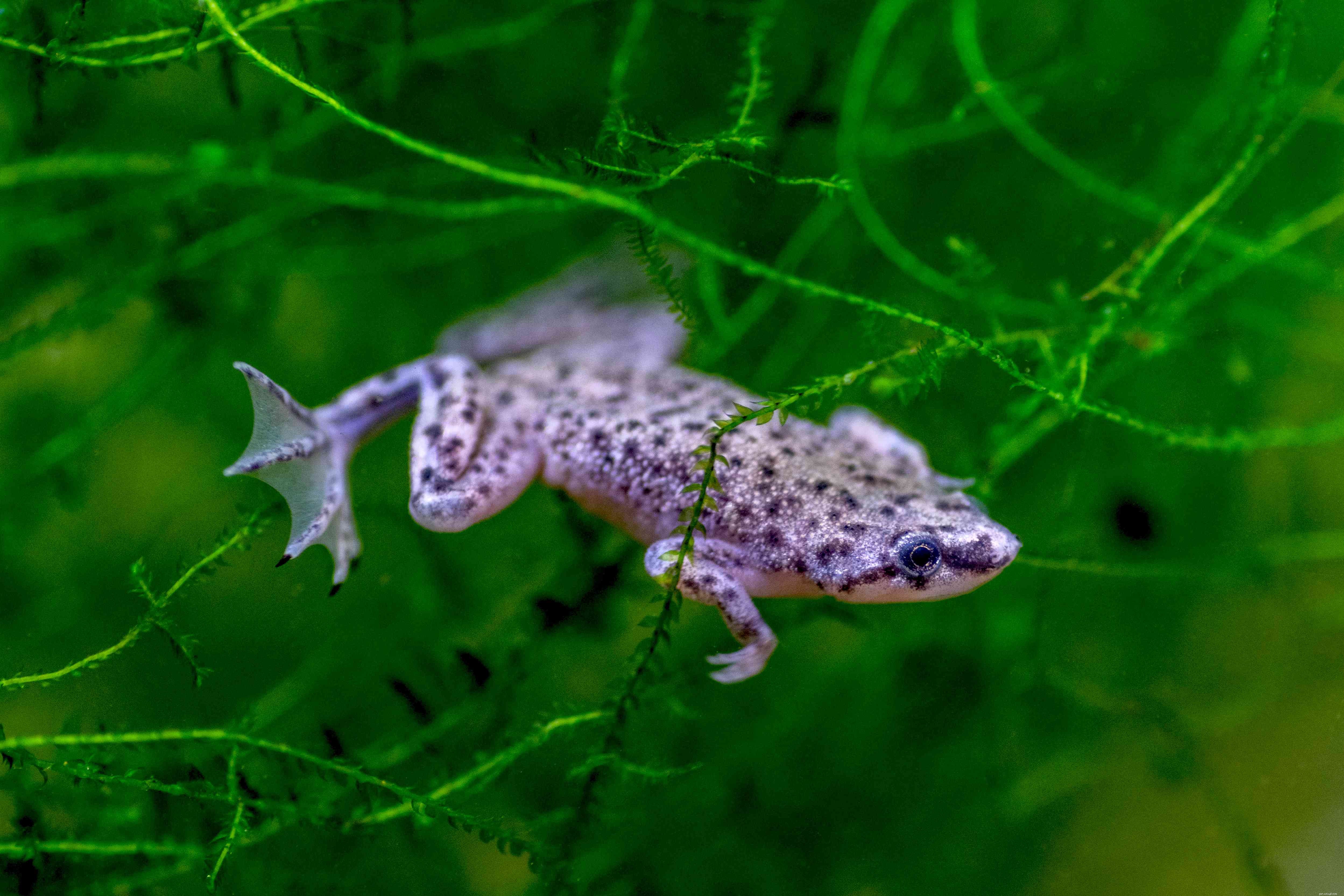 Dwarf Clawed Frog Profile: Care, Habitat, and Health Insights