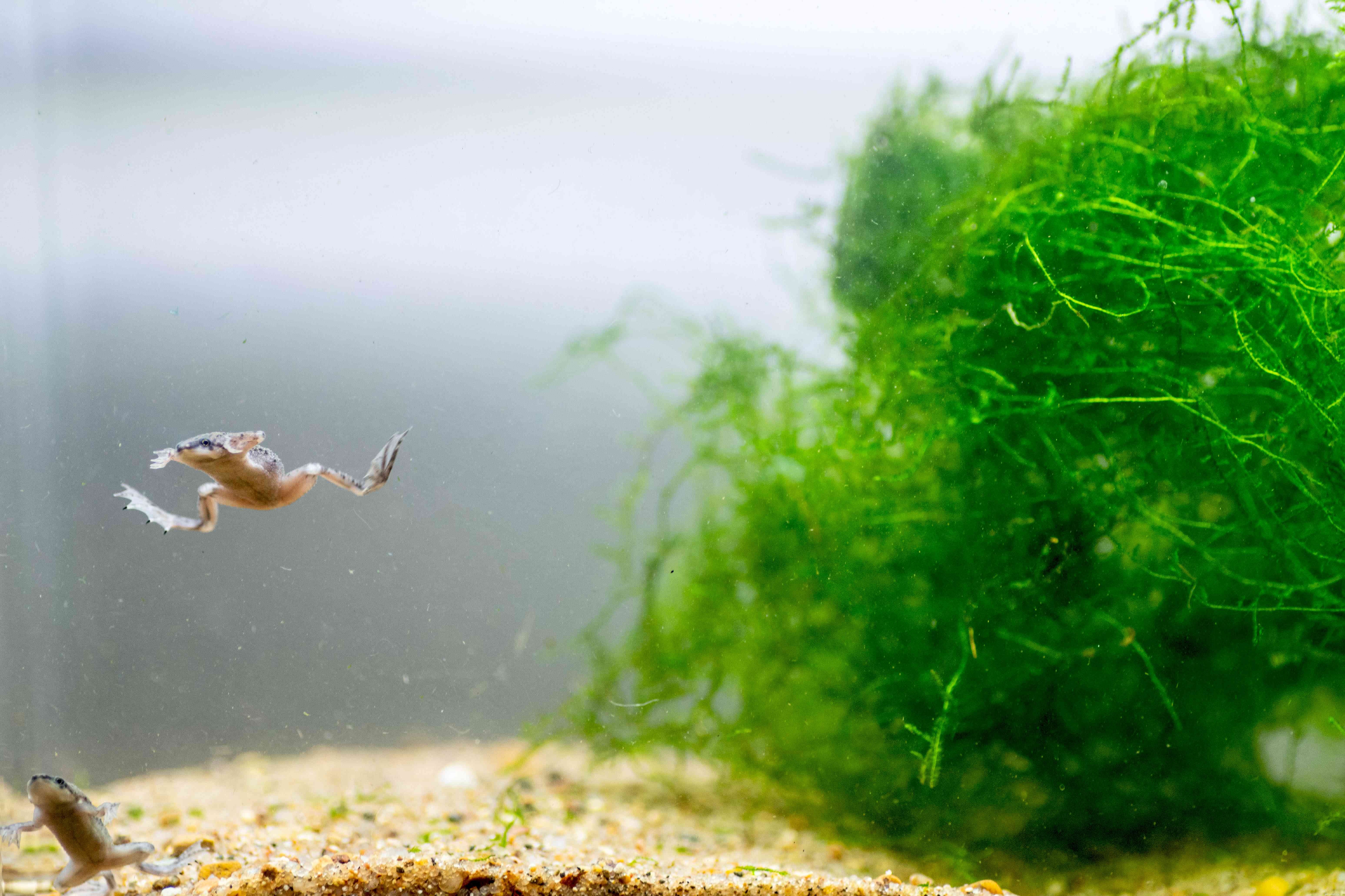 Dwarf Clawed Frog Profile: Care, Habitat, and Health Insights