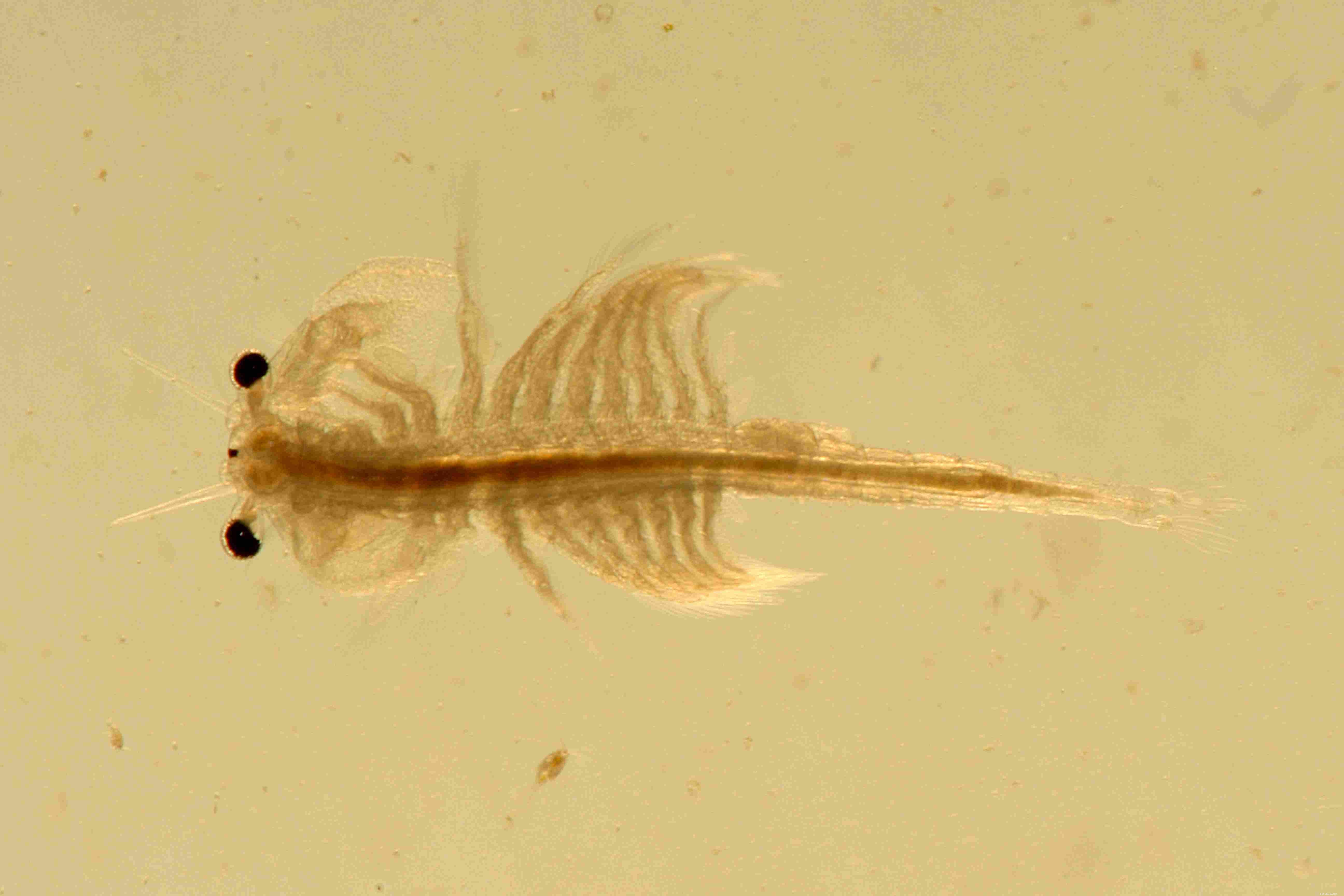 Dwarf Clawed Frog Profile: Care, Habitat, and Health Insights