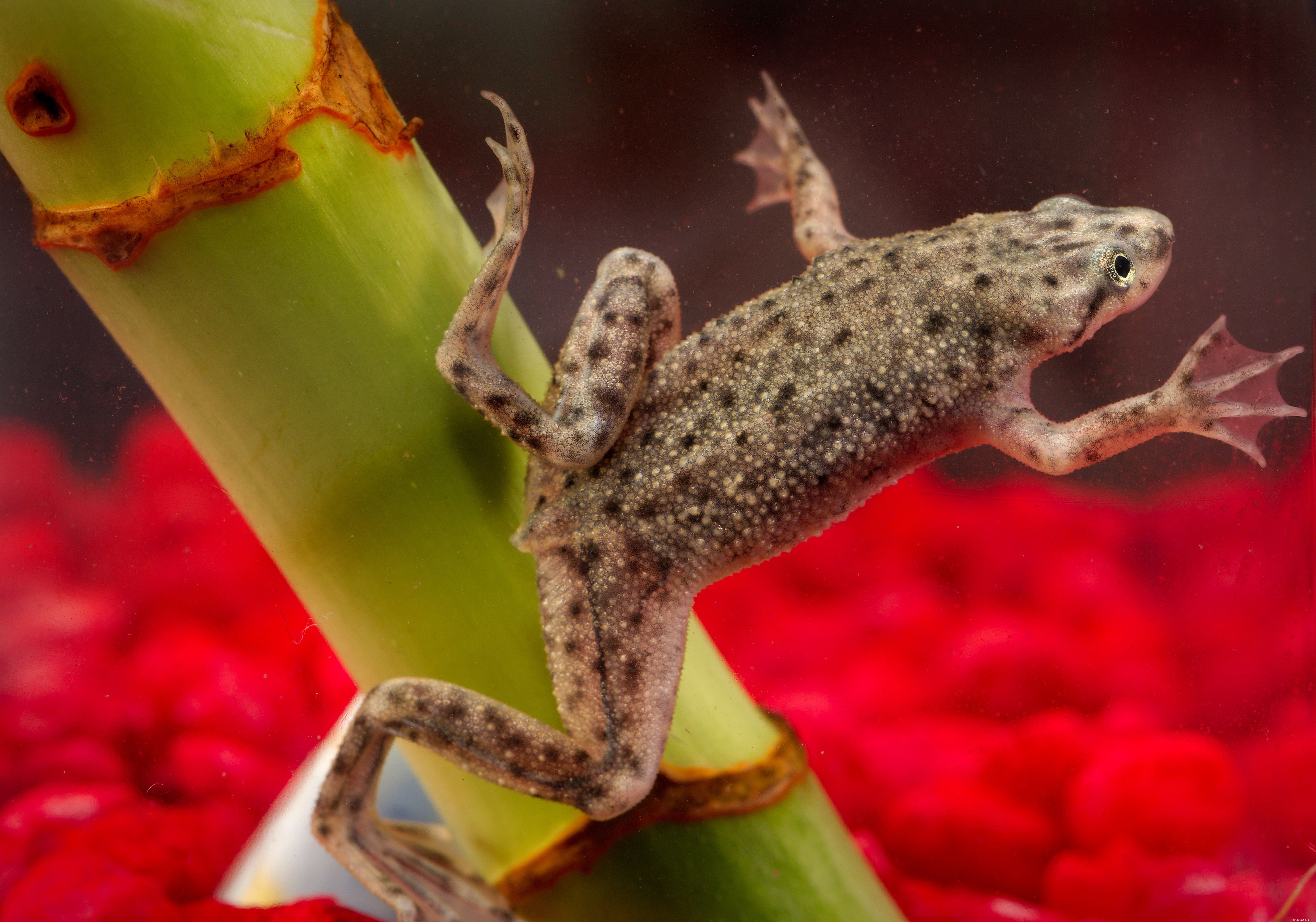 Dwarf Clawed Frog Profile: Care, Habitat, and Health Insights