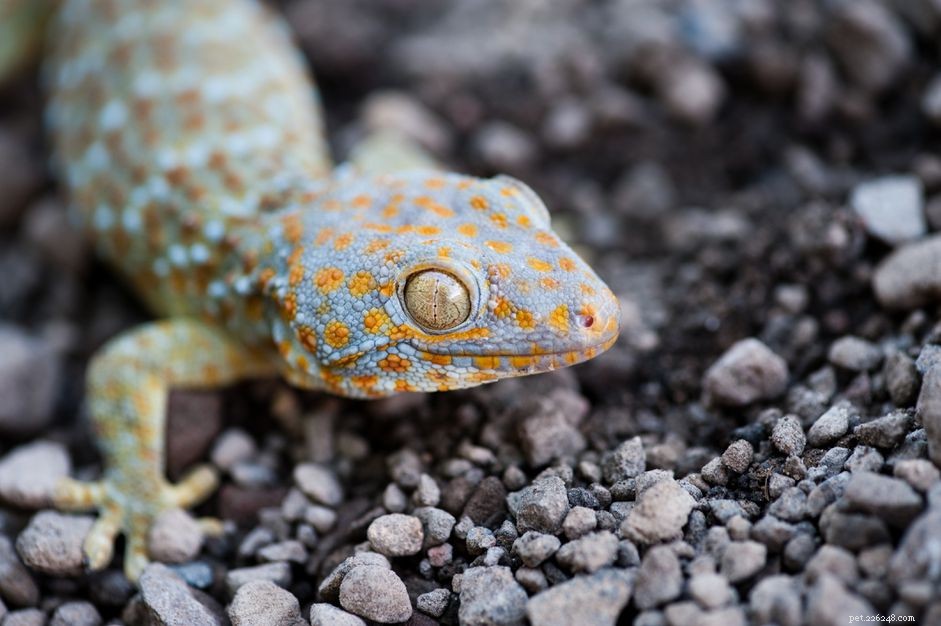 Tokay Gecko Species Profile: Care, Behavior, and Health Guide