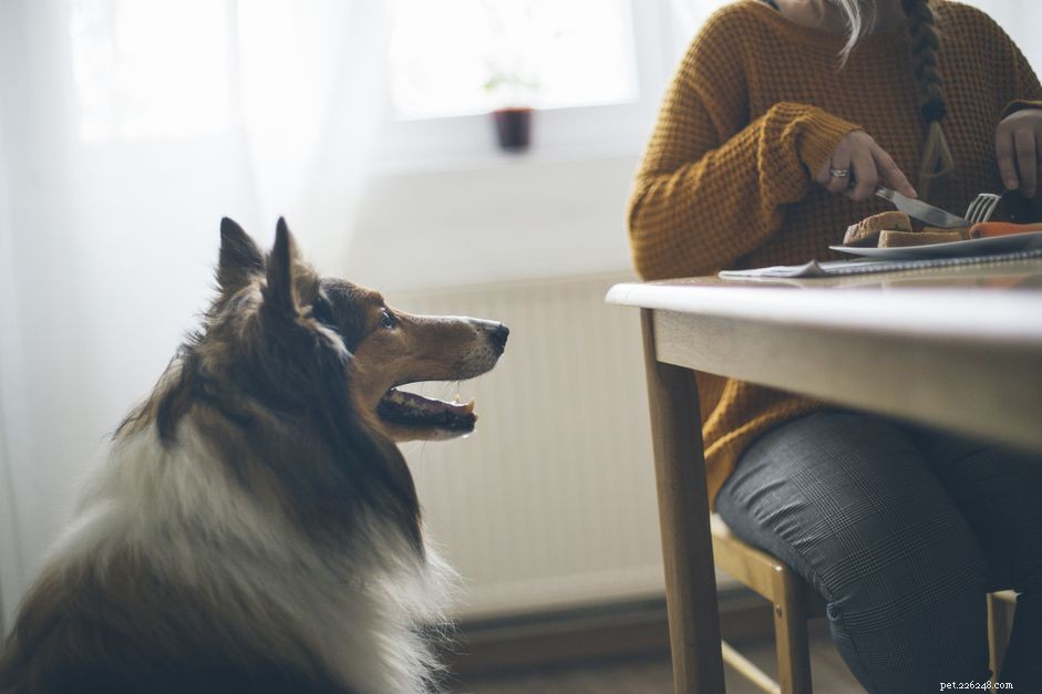 5 Household Foods That Are Harmful to Pets – Protect Your Furry Friends