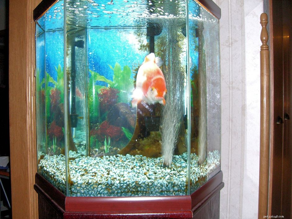 Why Wider Aquarium Tanks Offer Better Oxygenation and Fish Health