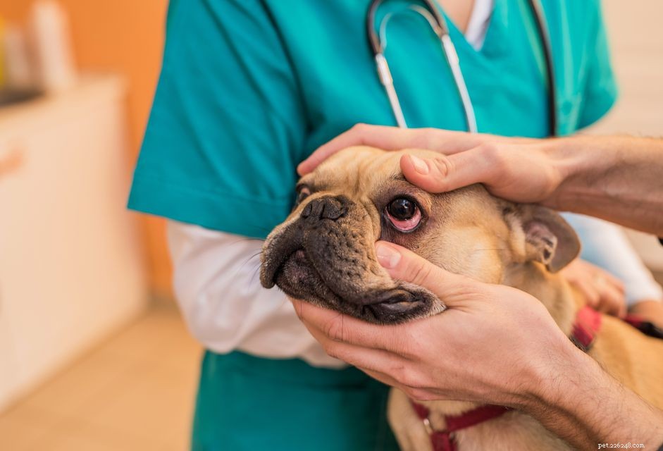 Expert Guide: Treating Dog Conjunctivitis Quickly and Safely