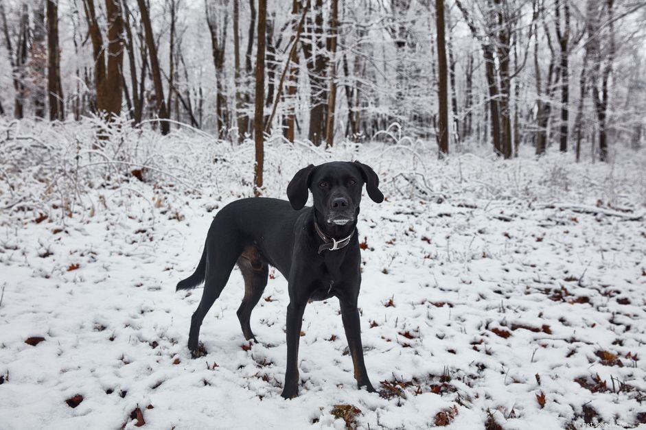 Keep Your Dog Safe and Warm: Essential Winter Care Tips