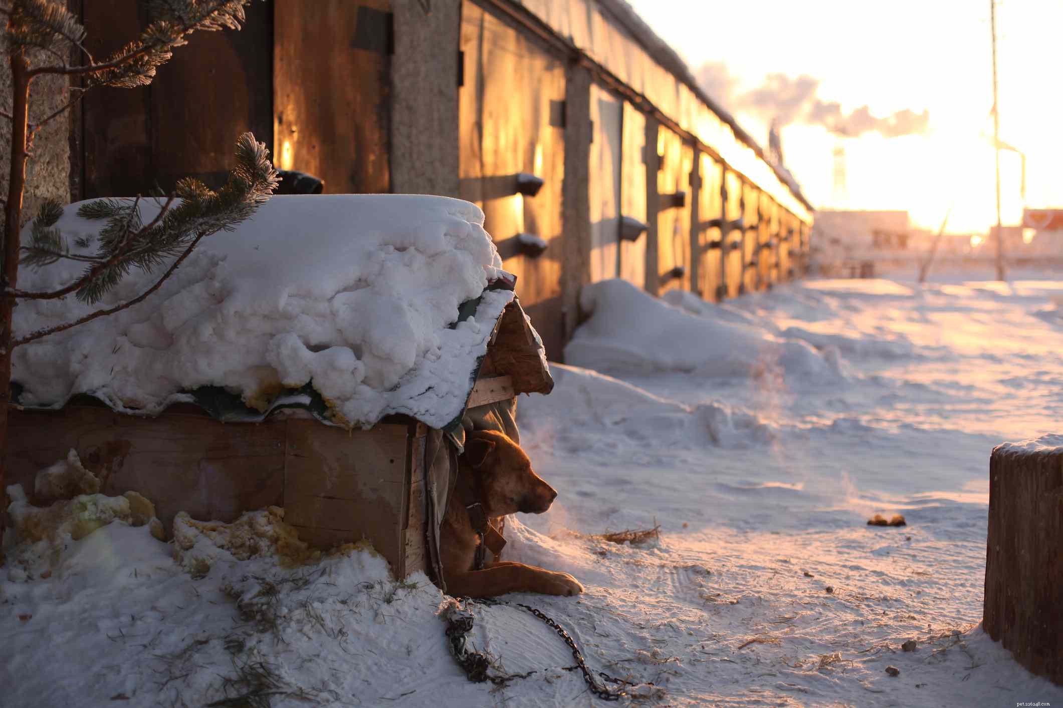 Keep Your Dog Safe and Warm: Essential Winter Care Tips