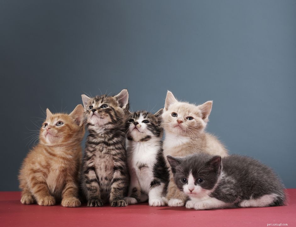 Preventing and Managing Chlamydia in Cats: A Comprehensive Guide