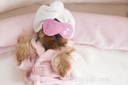 Essential Dog Grooming Guide: Keep Your Pet Healthy and Happy