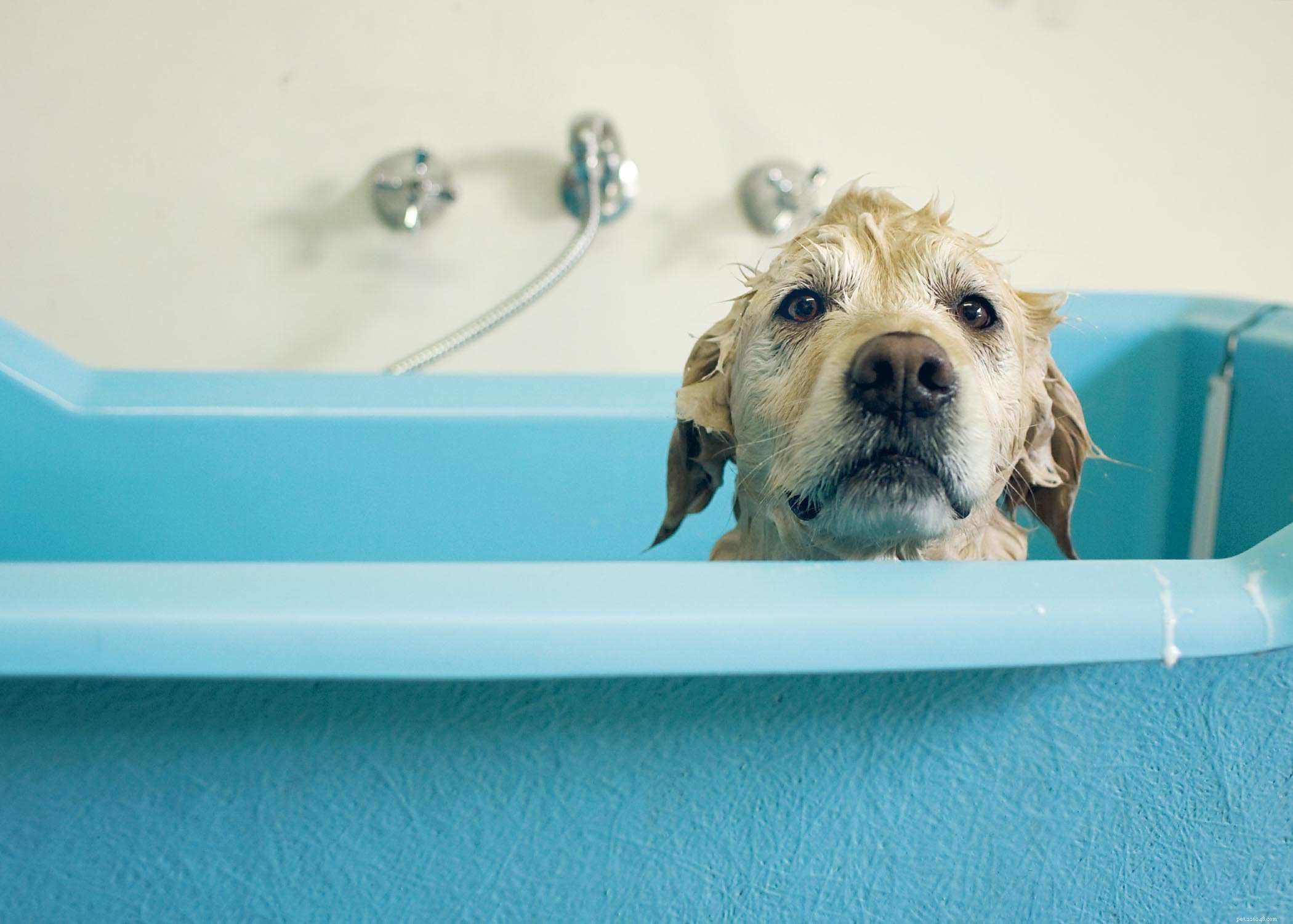 Essential Dog Grooming Guide: Keep Your Pet Healthy and Happy