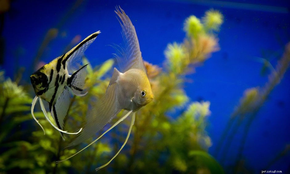 Acriflavine: Safe Treatment for Aquarium Fish Parasites