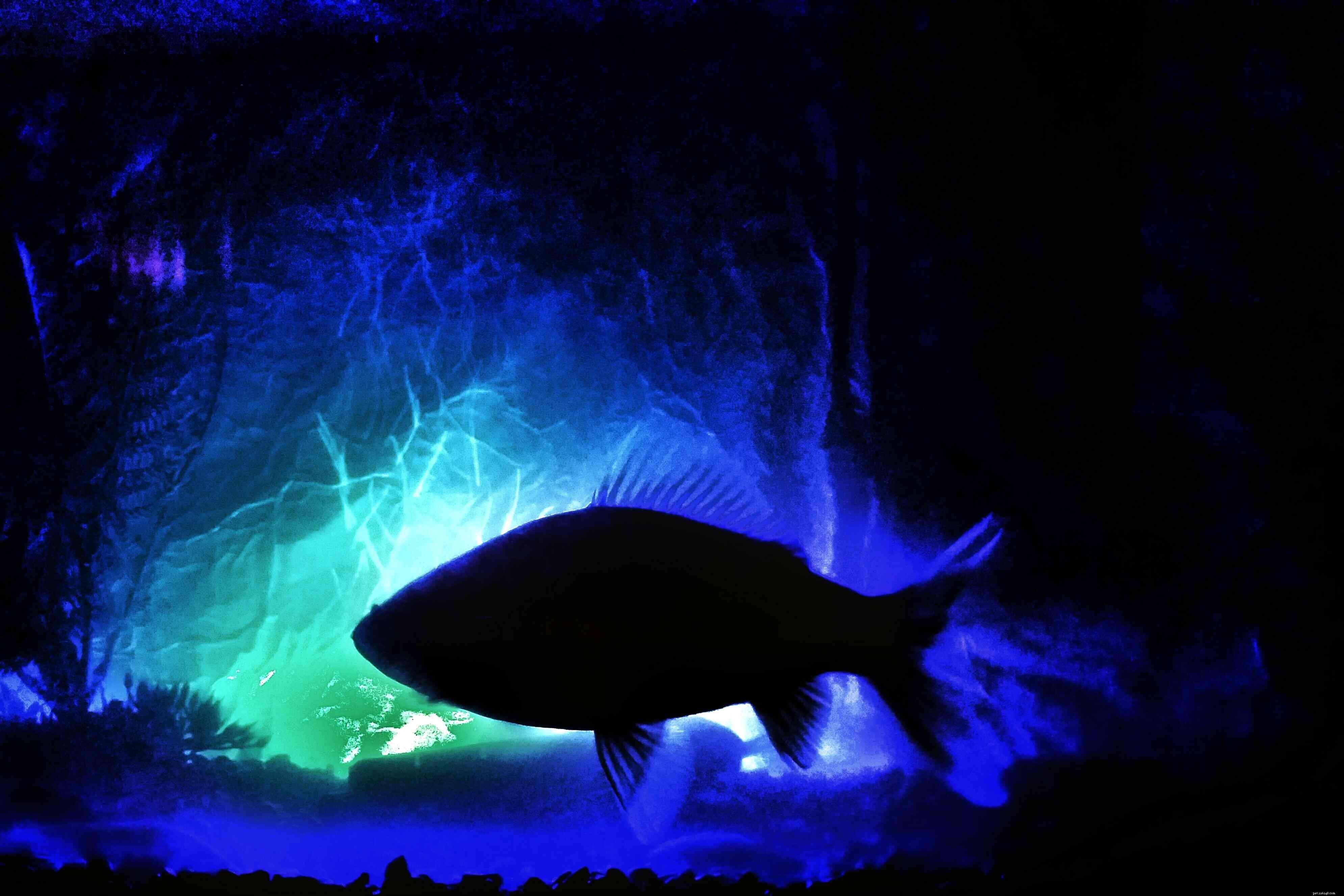 LED Aquarium Lighting: Cost‑Effective, Long‑Lasting, and Energy‑Efficient