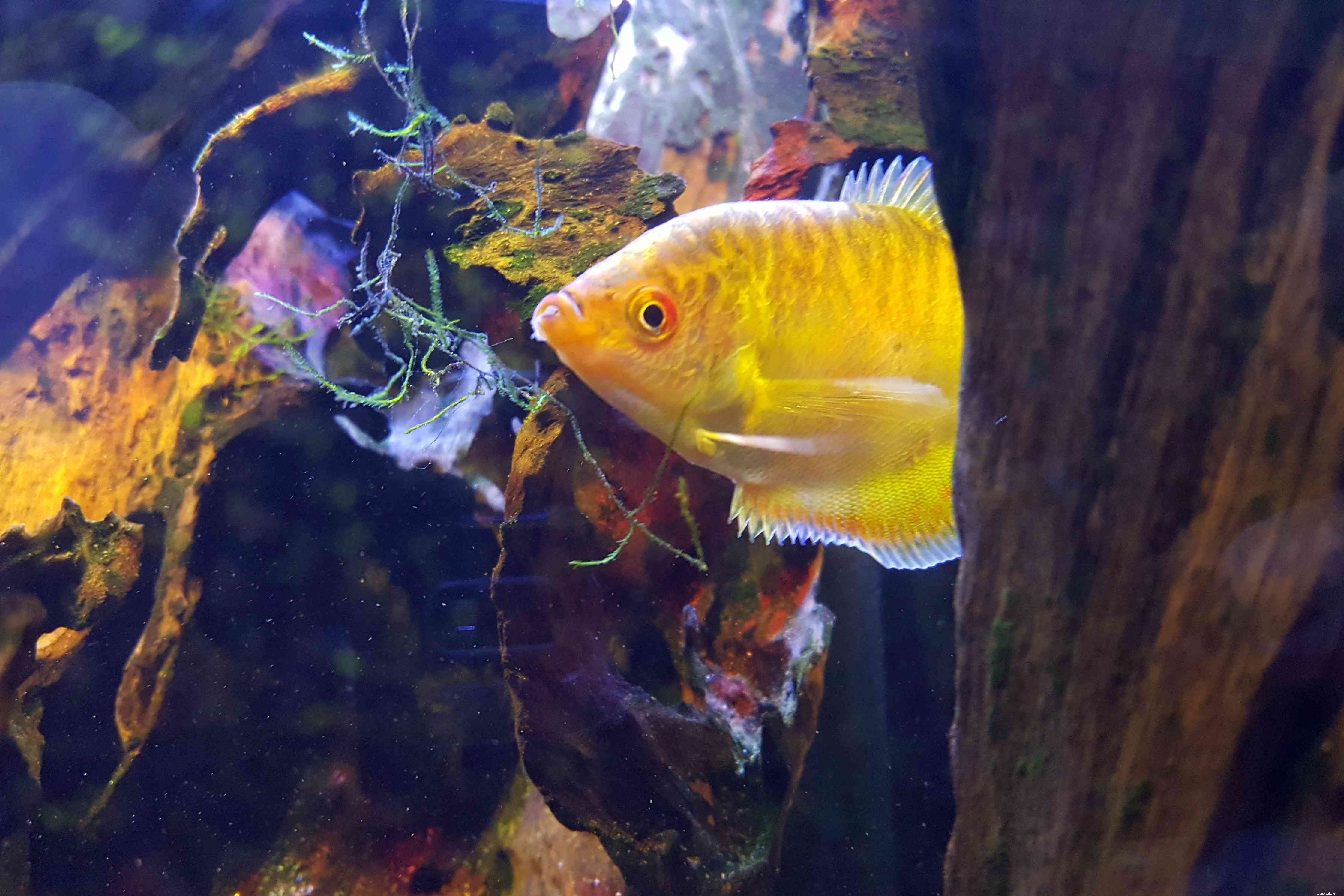 LED Aquarium Lighting: Cost‑Effective, Long‑Lasting, and Energy‑Efficient