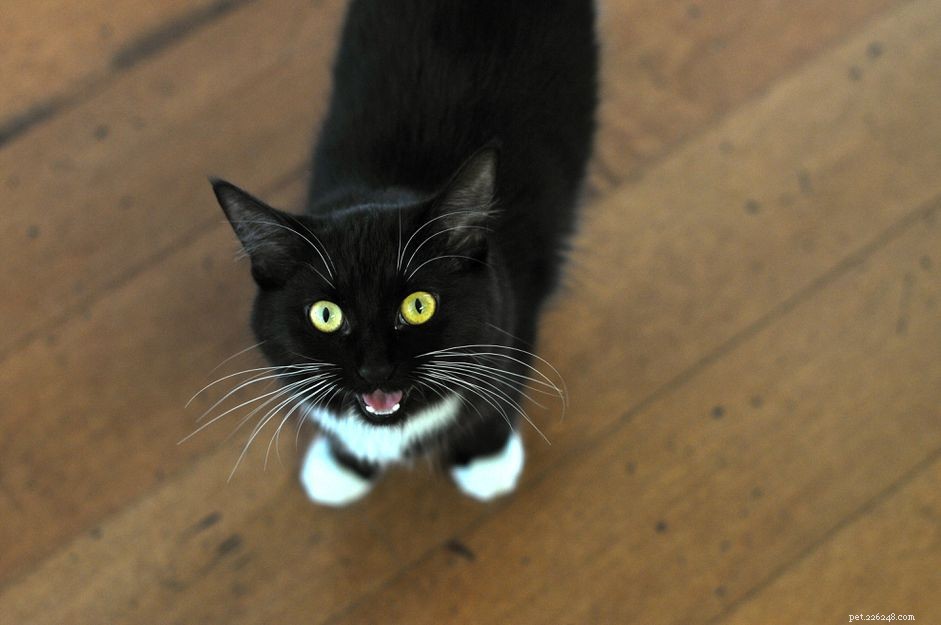 What Drives Your Cat to Meow at Night: Understanding Nocturnal Vocalizations