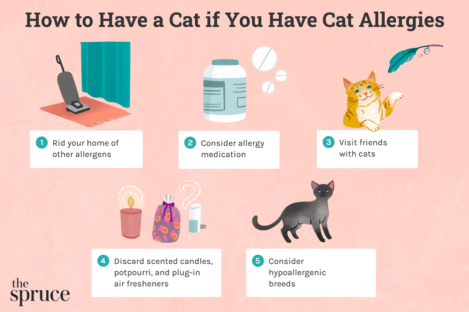 Living with Cats While Managing Allergies: A Practical Guide