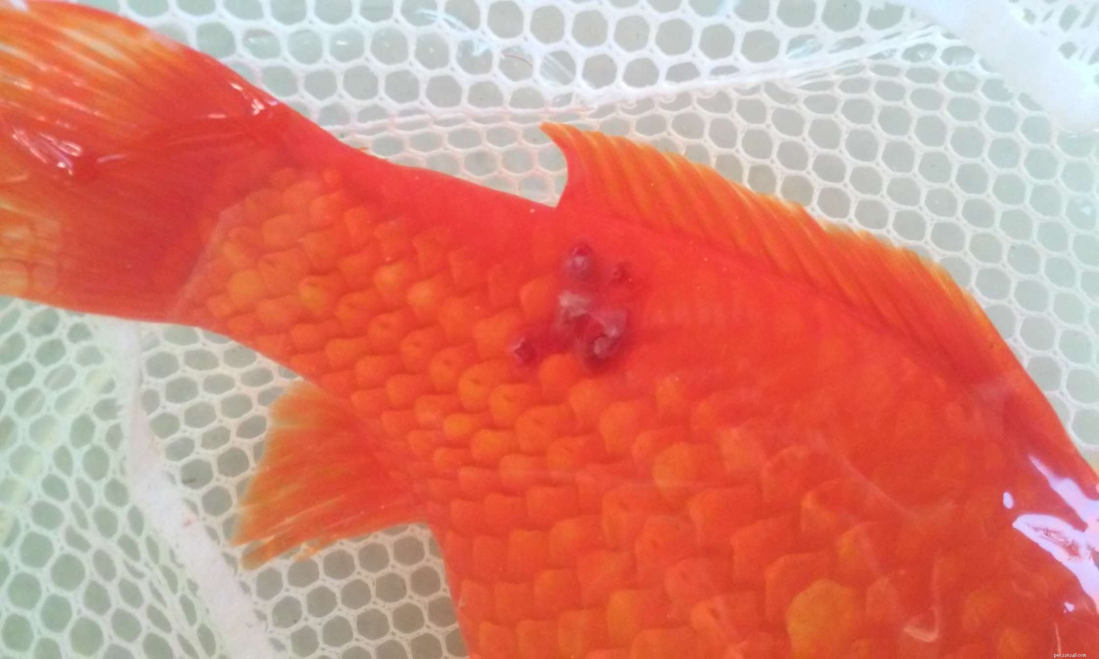 Common Freshwater Aquarium Fish Diseases: Symptoms & Prevention