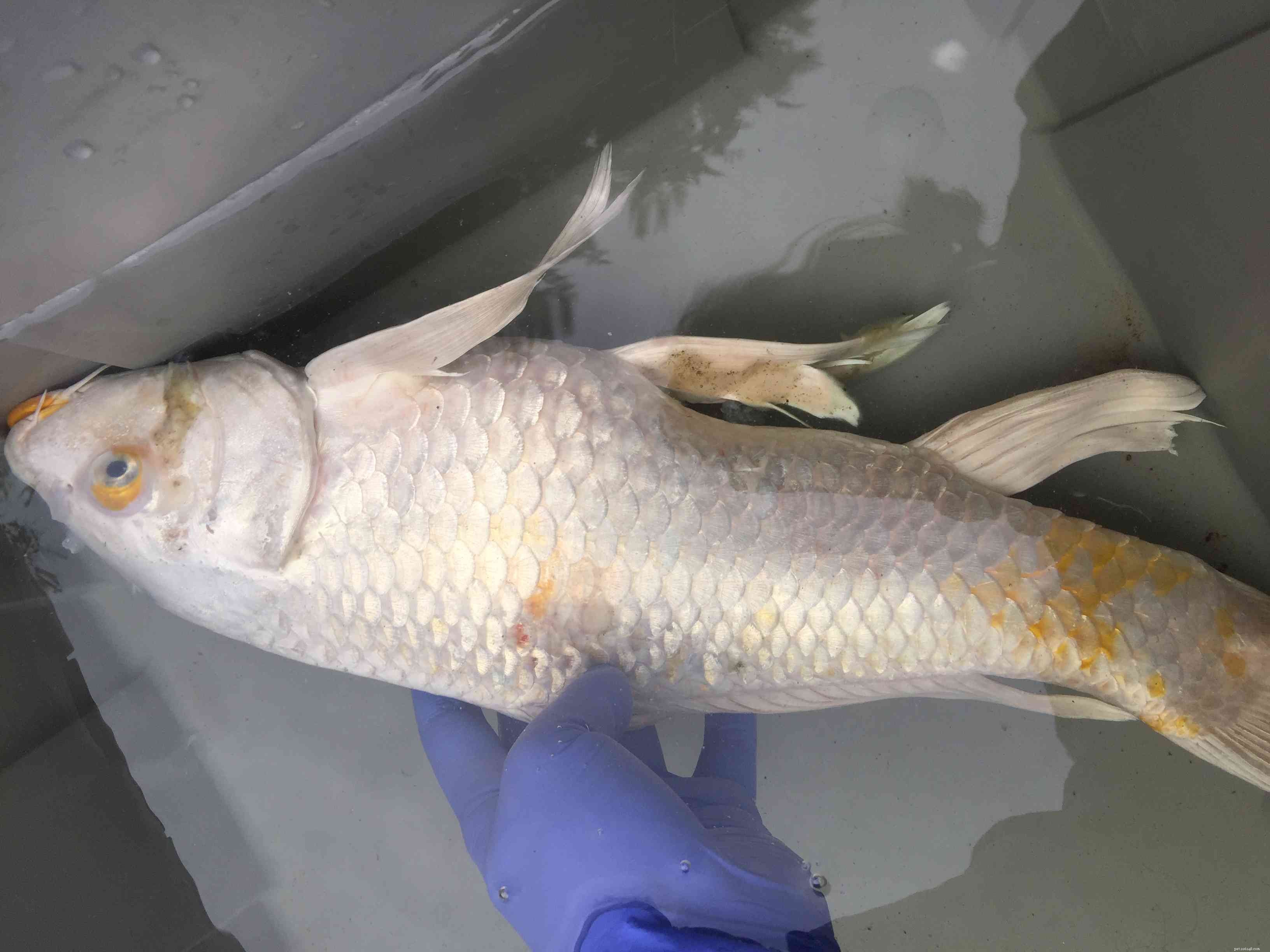 Common Freshwater Aquarium Fish Diseases: Symptoms & Prevention