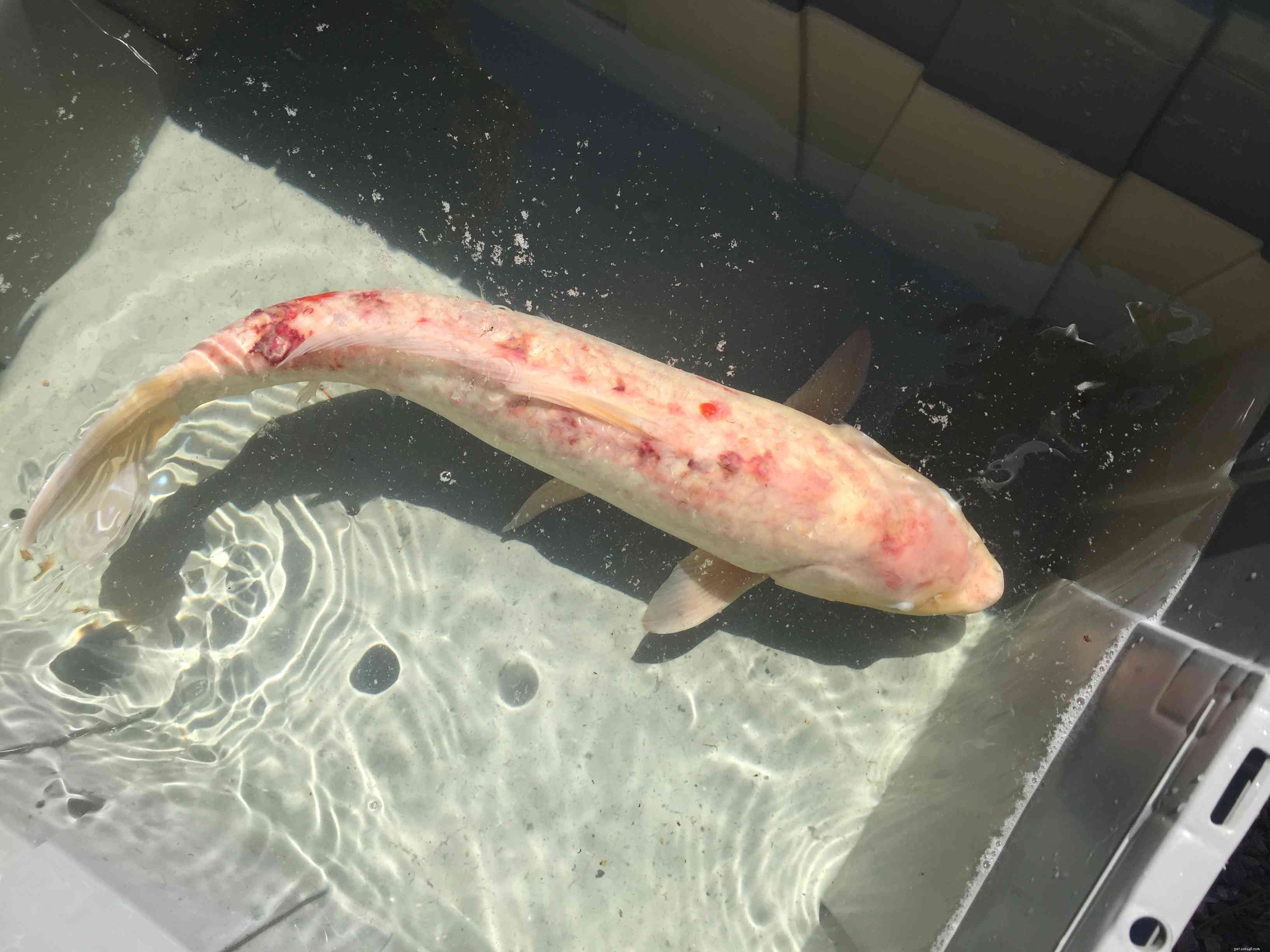 Common Freshwater Aquarium Fish Diseases: Symptoms & Prevention