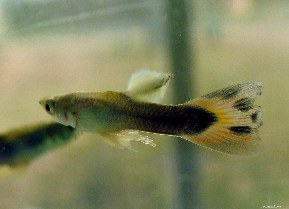 Cotton Wool Disease in Freshwater Fish: Causes, Symptoms, and Effective Treatments