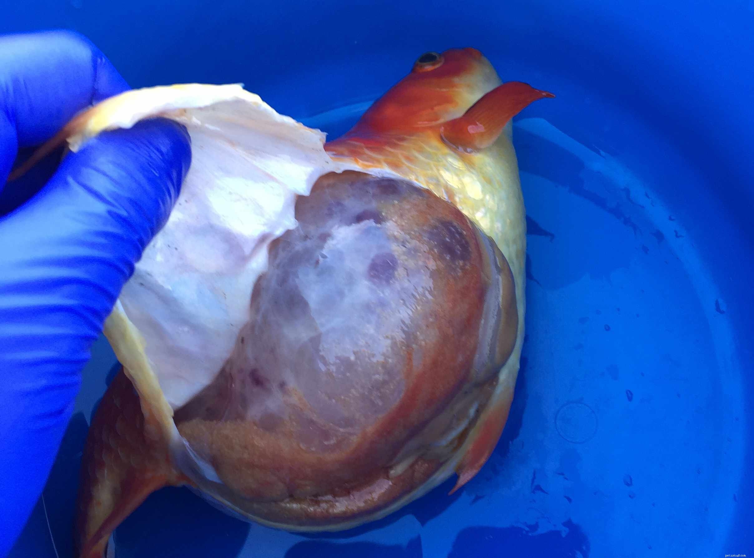 Common Freshwater Aquarium Fish Diseases: Symptoms & Prevention