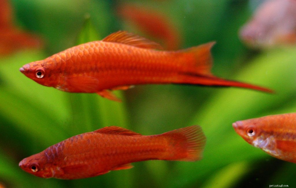 Swordtail Fish Profile: Characteristics, Care & Varieties