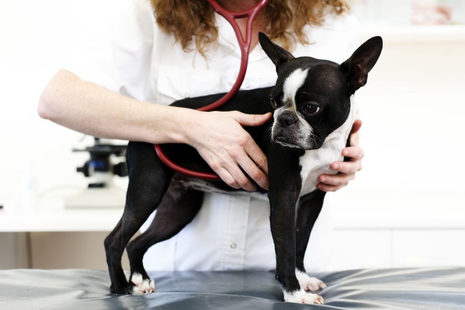 Meningitis in Dogs: Key Symptoms, Causes, and Breeds at Risk