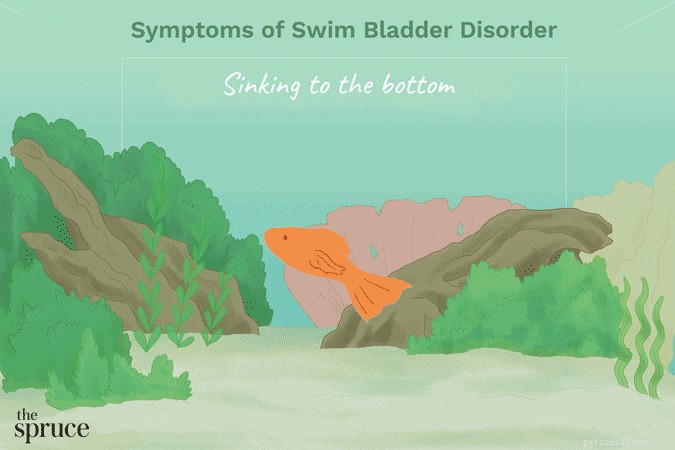 Treating Swim Bladder Disorder in Aquarium Fish: A Practical Guide
