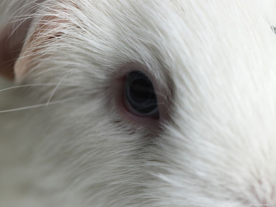 Guinea Pig Eye Health: Recognizing and Preventing Common Problems