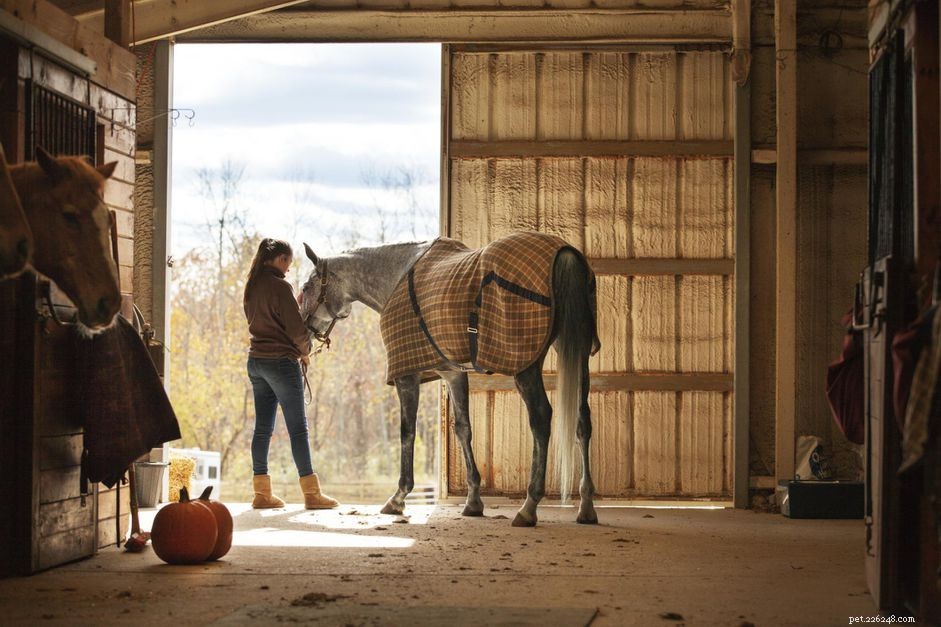 How Much Time Does Caring for a Horse Actually Take?