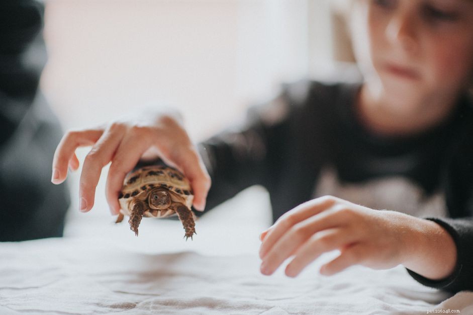 Essential Lighting Guide for Turtles & Tortoises: UVB & Heat Bulbs