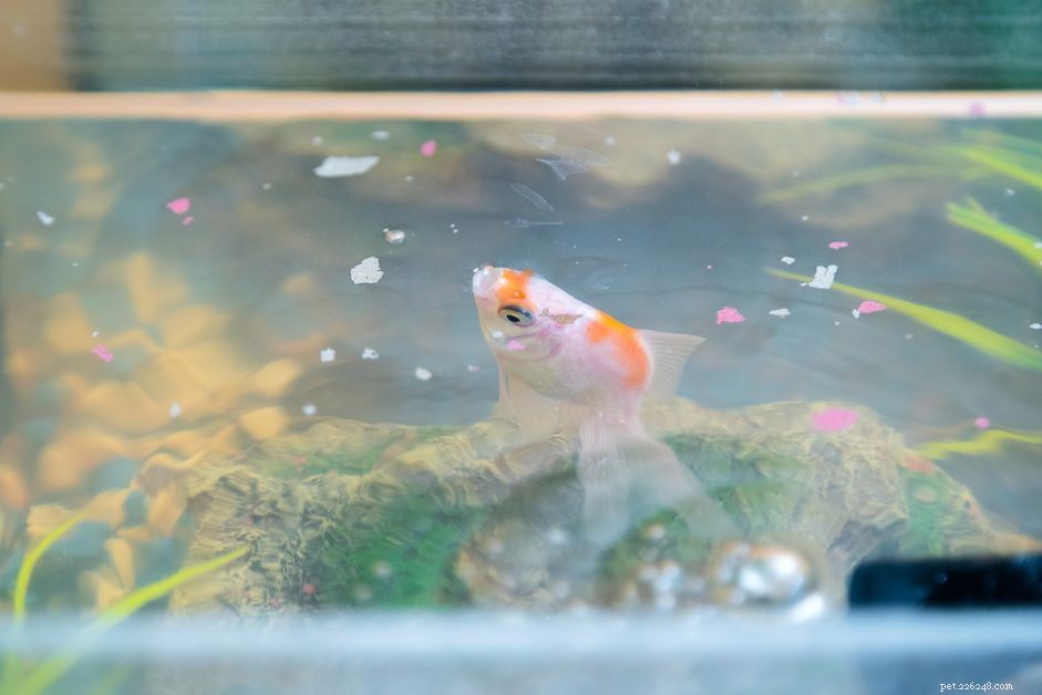 Fish Food Nutrition & Vitamins: A Complete Guide
