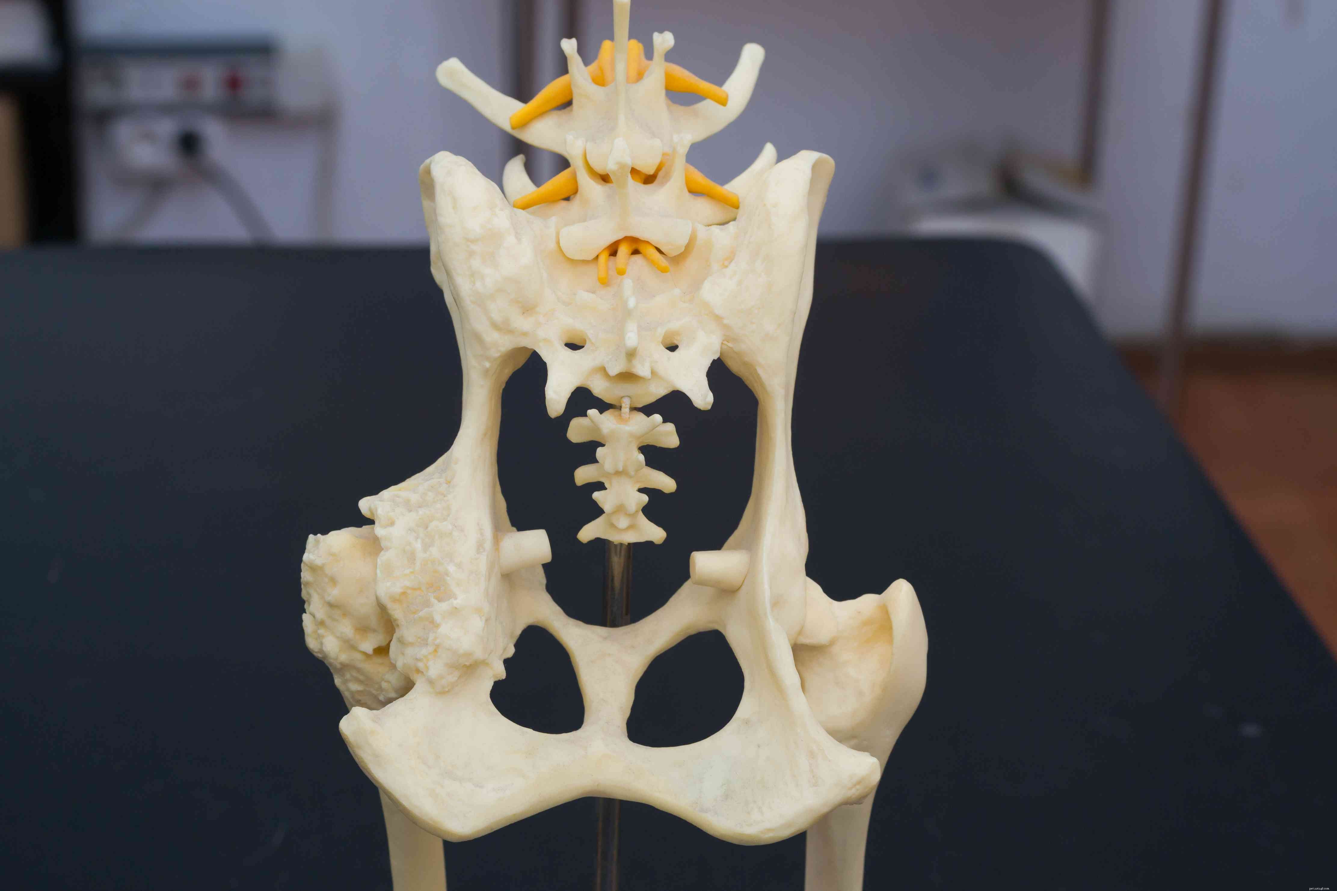 Proven Treatment Options for Canine Hip Dysplasia